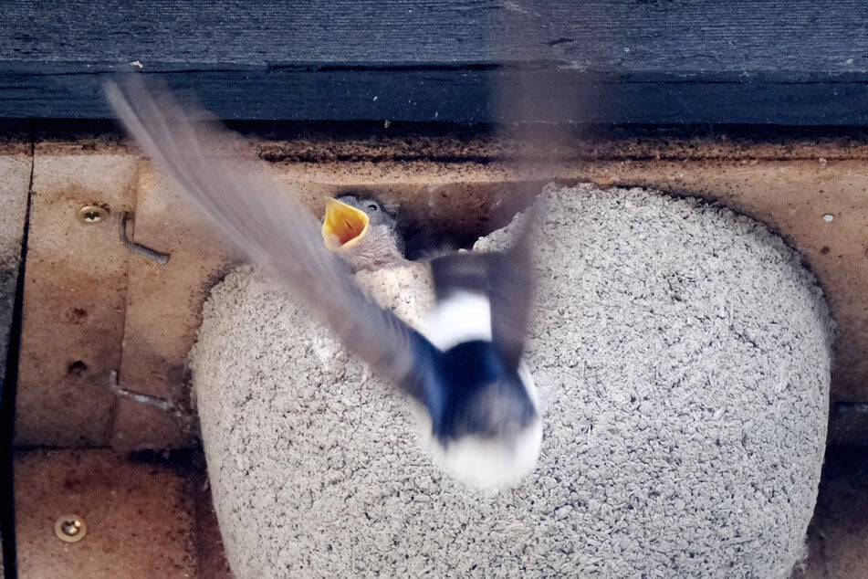Mit der Aktion "Hier sind Schwalben willkommen!" sollen heimische Schwalbenarten unterstützt werden.