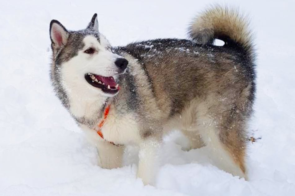 Your dog loves the snow? These Chewy products are true must-haves