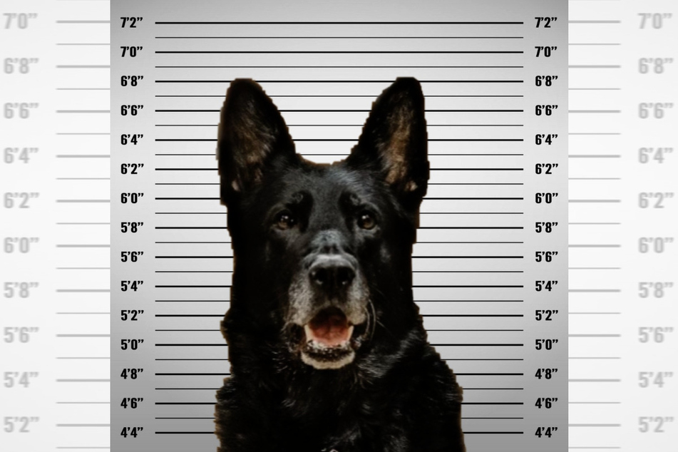 Polizeihund Officer Ice dient in den Reihen des Wyandotte Police Department in Michigan. Das Polizeifoto von ihm wurde im Internet zum Hit.