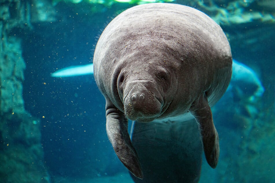 There have been 479 manatees deaths confirmed so far in 2022 (stock image).