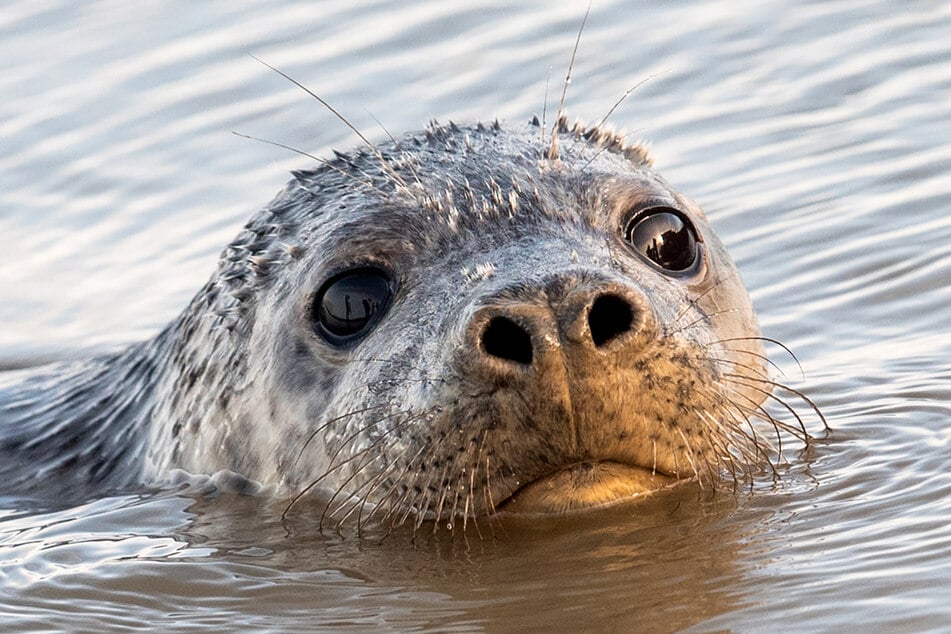 An der Ostsee sterben zuletzt ungewöhnlich viele Robben.