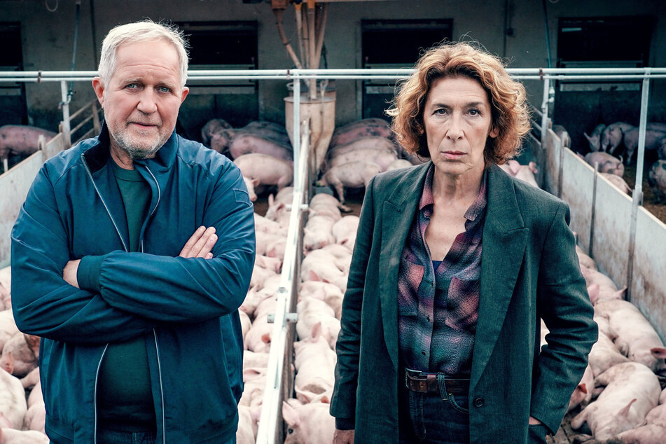Im "Tatort: Bauernsterben" gehen Moritz Eisner (Harald Krassnitzer, 63) und Bibi Fellner (Adele Neuhauser, 64) bei einem Schweinemastbetrieb auf Spurensuche.