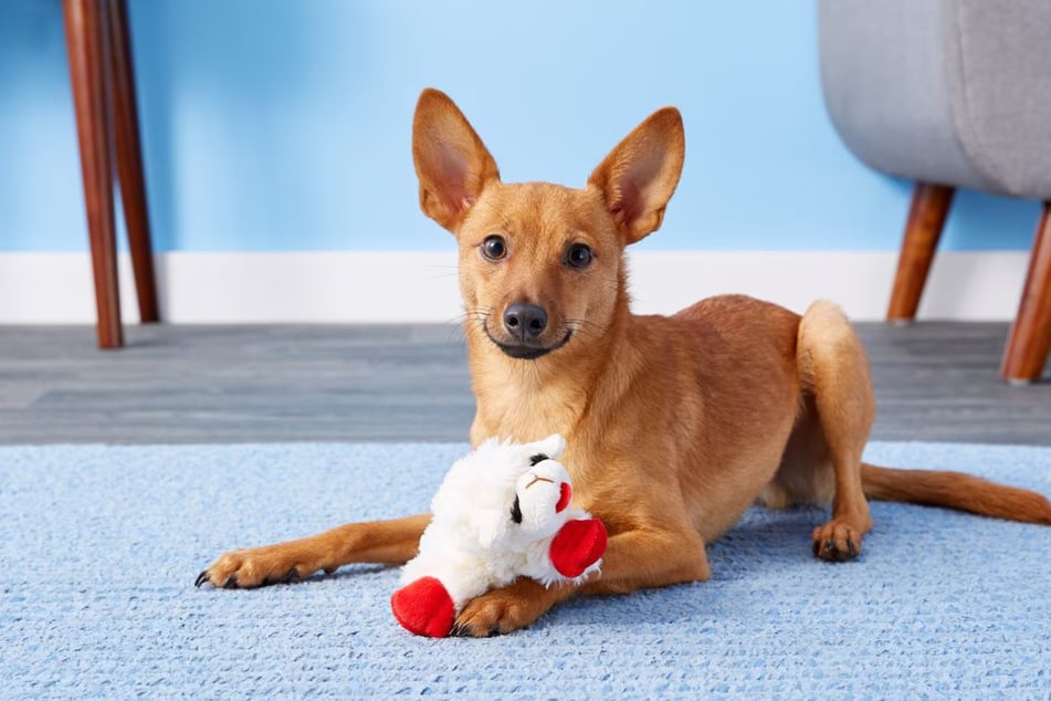 Here's why all dogs love this squeaky little toy – yours too?