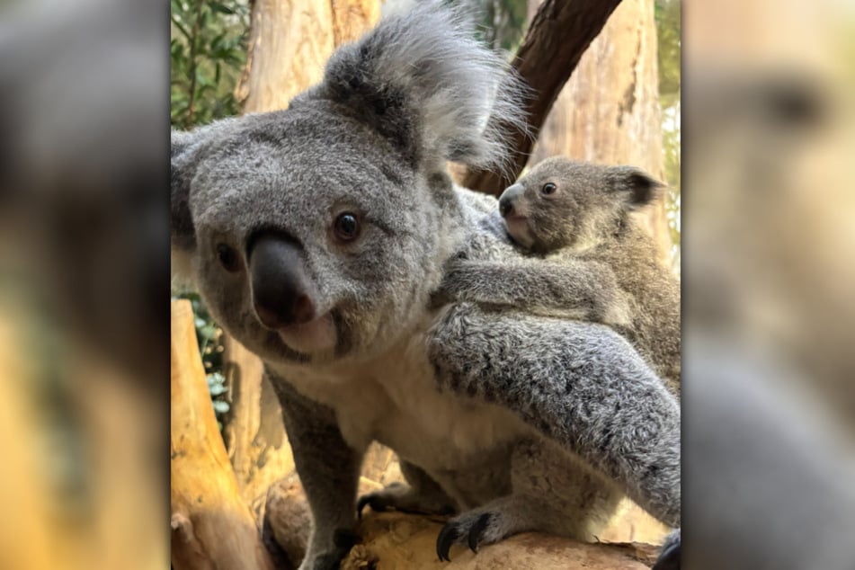Bitte lächeln! Für das Töchterchen von Koala-Dame Erlinga sucht der Leipziger Zoo nun einen Namen.