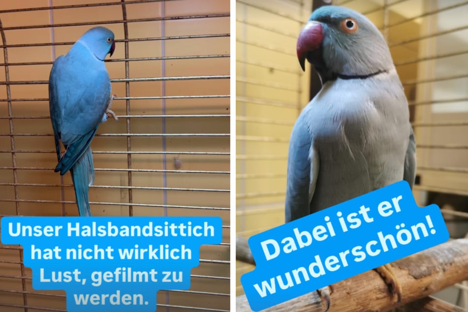 Bei Instagram teilte das Tierheim einige Schnappschüsse des blauen Vogels.