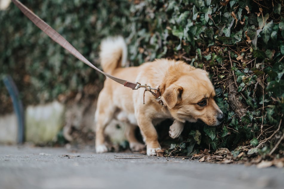 PETA exige una ley que obligue a los dueños de perros a pasear a sus mascotas varias veces al día. (Imagen simbólica)