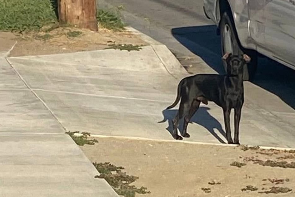 Frau will einsamen Hund retten - und ahnt nicht, was da auf sie zukommt