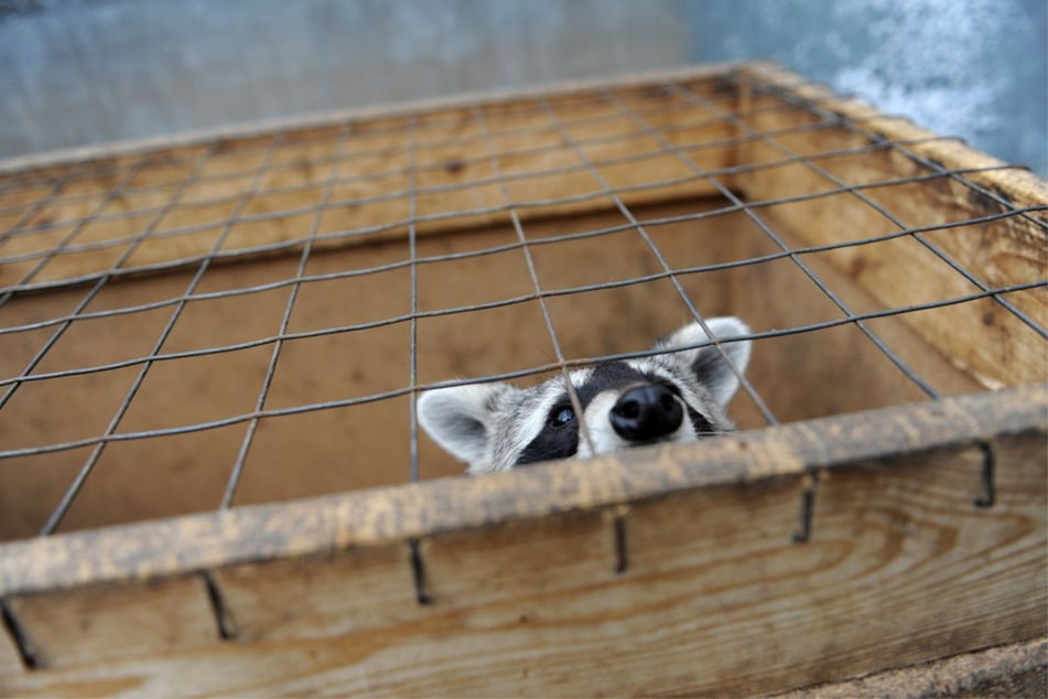 Die Gehege und Boxen seien teilweise zu klein und stark verschmutzt gewesen. (Symbolfoto)