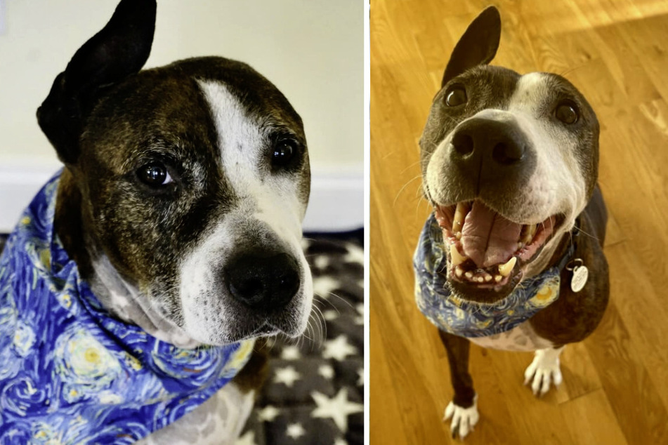 Pitbull Van Gogh (7) wurde bei einem Hundekampf das Ohr entfernt.  Nach seiner Rettung musste der Tierarzt das Glied komplett amputieren.