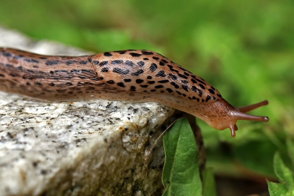 Tigerschnegel frisst Schnecke? Bekämpfen sie wirklich die Schädlinge?