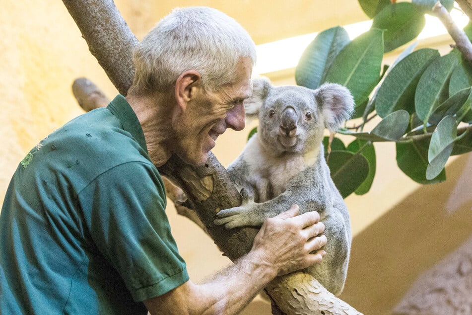 Koala-Papa Mullaya mit Tierpfleger Olaf Lohnitz im Dezember 2021. Seinen jüngsten Nachwuchs hat er nicht mehr kennengelernt.