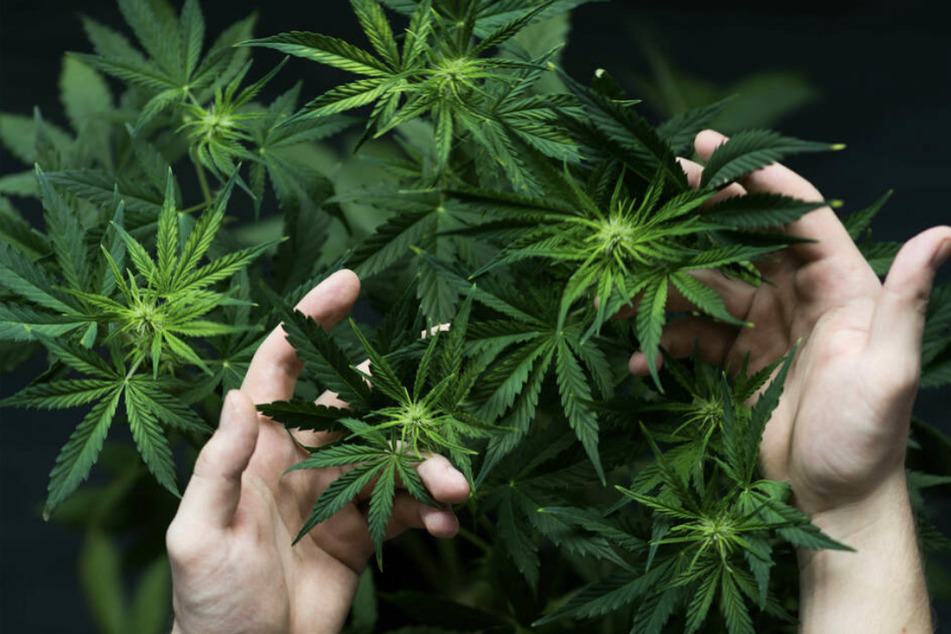 Im Keller des Brandhauses fand die Feuerwehr mehrere Cannabispflanzen in unterschiedlichen Wachstumsstadien. (Symbolbild)