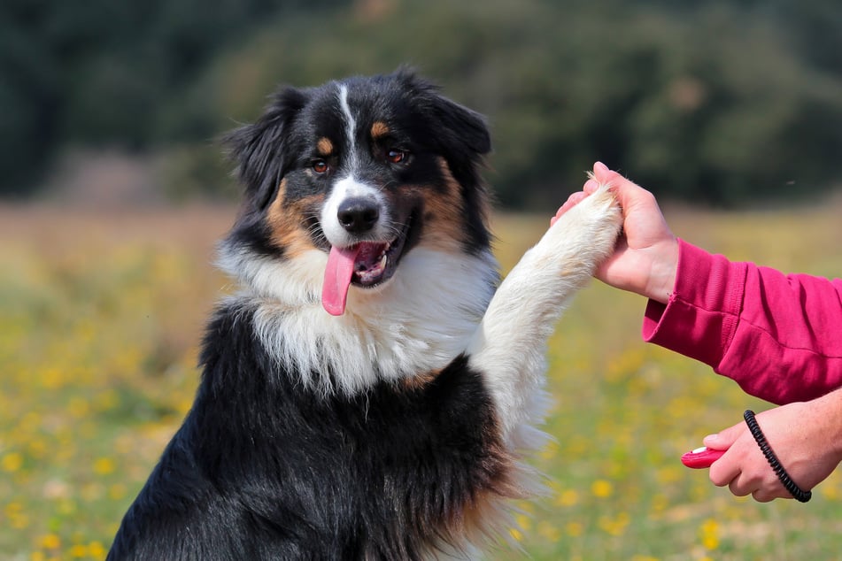 Clickertraining sollte dem Hund vor allem Spaß machen!