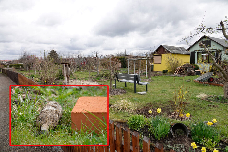 Auch in der Gartensparte Kirschbaum gab's einen Bombenalarm: Diese Stabbrandbombe (kleines Bild) buddelte eine Kleingärtnerin aus.