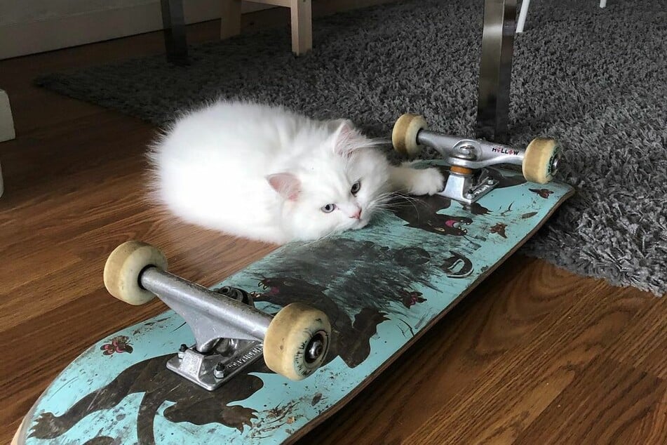 Yeti prefers to move around on a skateboard.