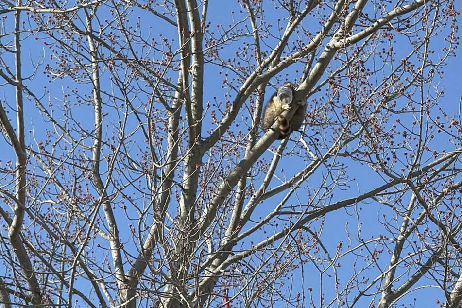 Der Waschbär konnte sich nicht mehr selbst aus seiner misslichen Lage befreien.