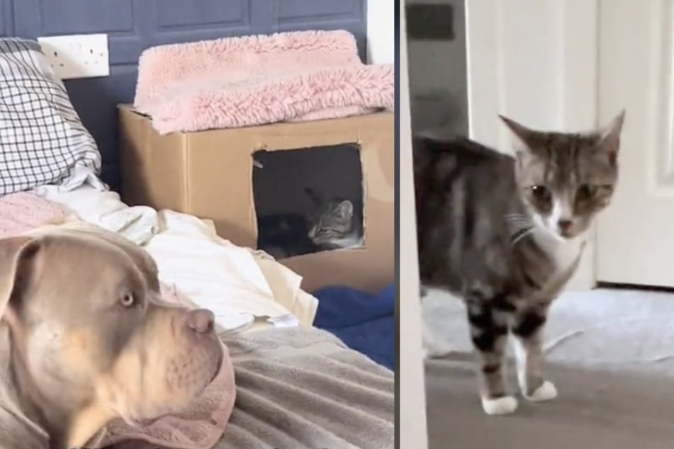 Die Katze rief vor der Geburt ihrer Kitten so lange nach dem American Bully Dog, bis dieser ihr Beistand leistete.