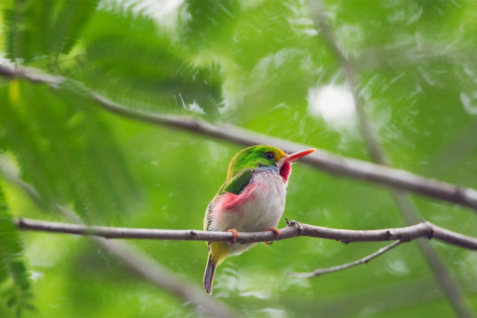 The Cuban tody is quite possibly the cutest bird in the whole wide world!