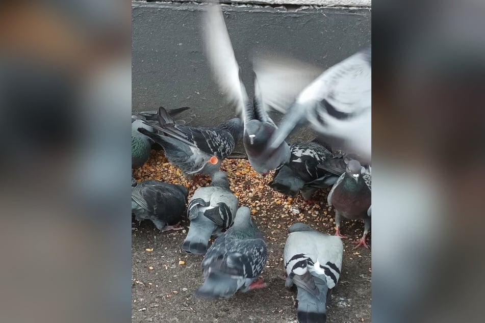 Der schwer verletzte Vogel wurde nahe dem Bahnhof Wittenau entdeckt.