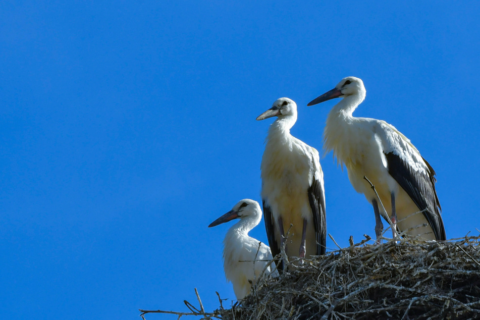 Drei junge Störche stehen in einem Nest. In NRW gibt es über 400 Storchenpaare.