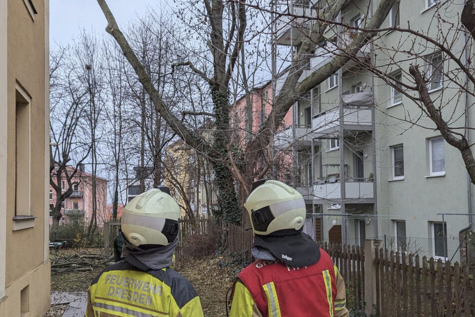 In Cotta droht ein Baum gegen ein Wohnhaus zu kippen.