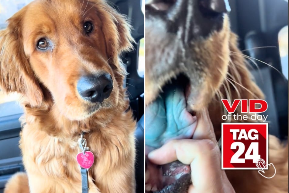 viral videos: Viral Video of the Day for October 27, 2024: Dog gets into blue slushy: "Let me see your tongue"