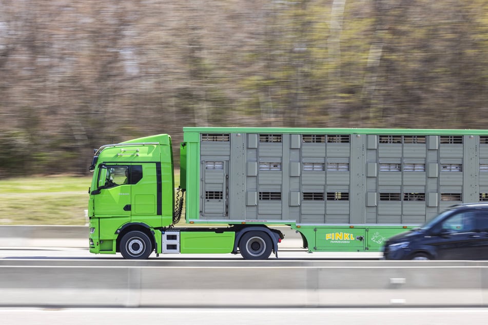 Auch im Hinblick auf den Platz für die Tiere beim Transport gibt es Vorschriften.