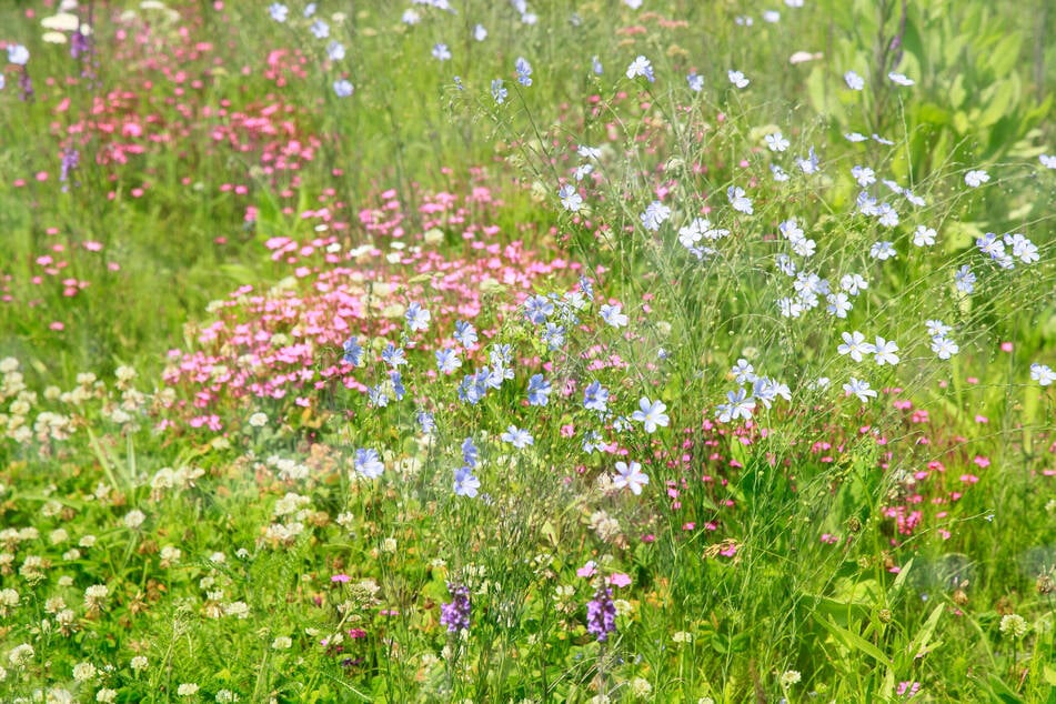 Bei der Wahl regionaler Wildblumen kann die Farbe, Höhe, Blütezeit und Mehrjährigkeit beachtet werden.