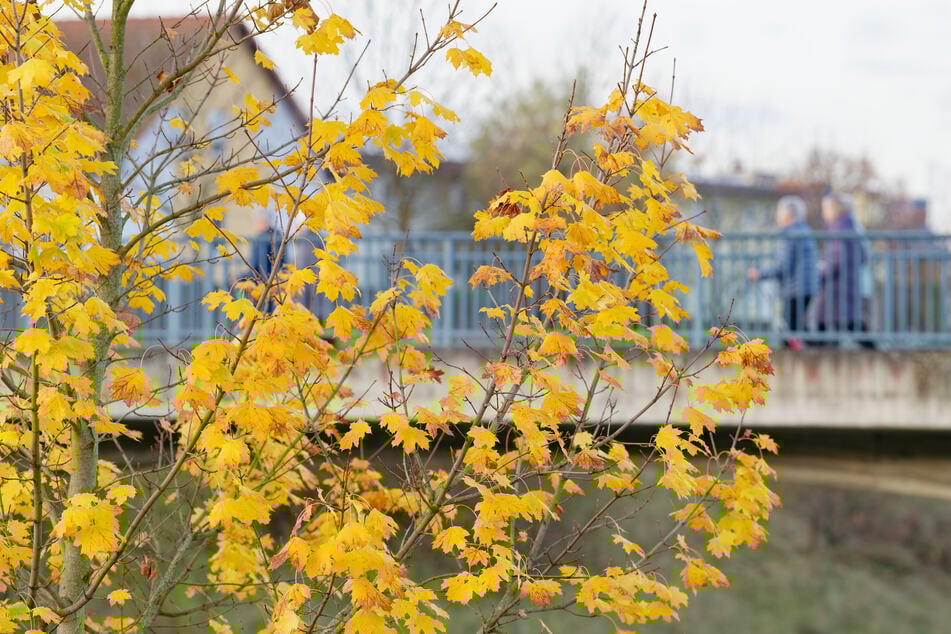 Bis zum Wochenende gibt es für Köln und NRW noch ein paar warme Herbsttage. (Symbolfoto)
