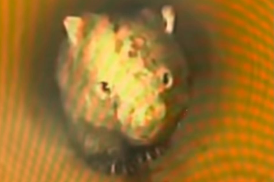 Die Wahrheit: Ein Wombat hatte sich ins Rohr verirrt.