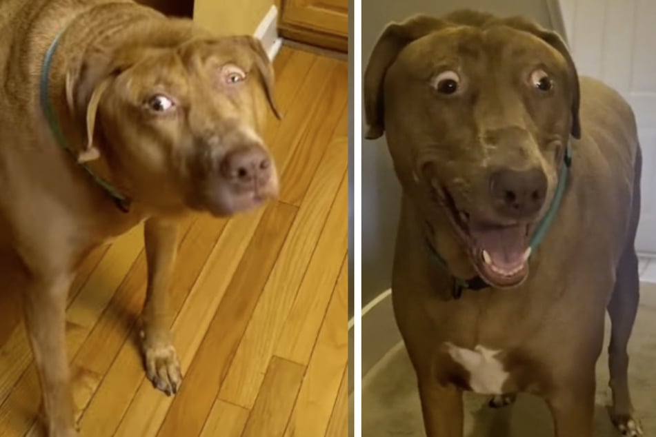 Echt putziges Gesicht: Darum sieht dieser Hund ständig schockiert aus