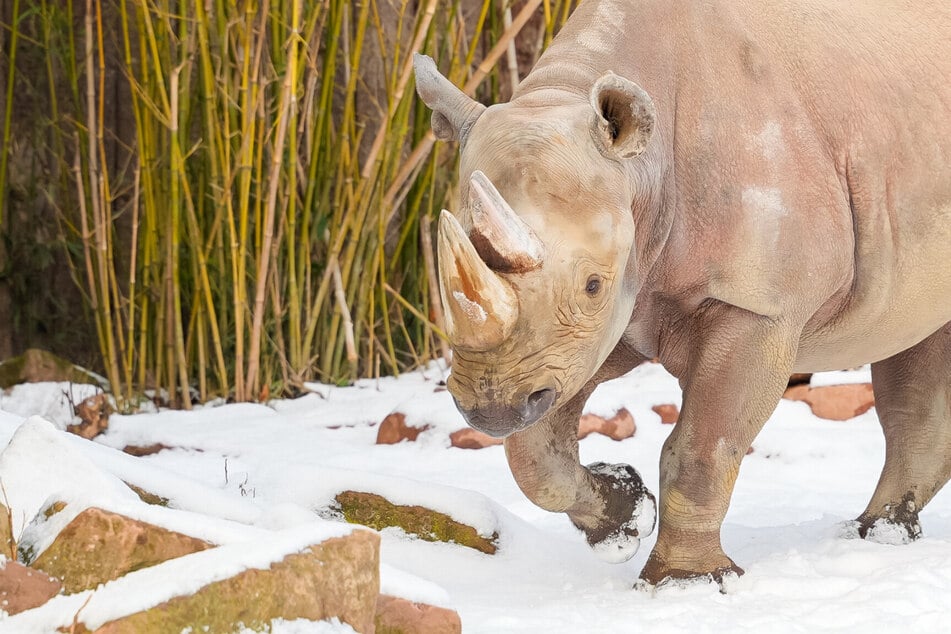 Tierischer Umzug: Nashorn Malia reist von Magdeburg nach Tschechien