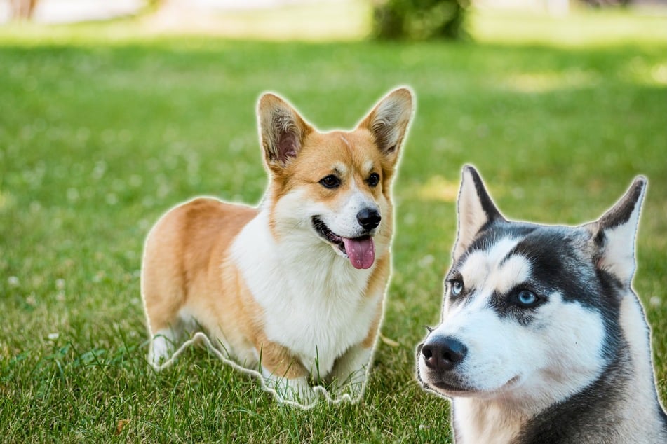 Perfekter Familienhund? Der Corgi-Husky-Mix im Porträt