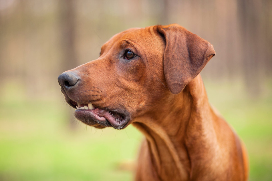 Weil er offenbar sein alkoholisiertes Herrchen verteidigen wollte, erlitt ein Rhodesian Ridgeback tödliche Schüsse.