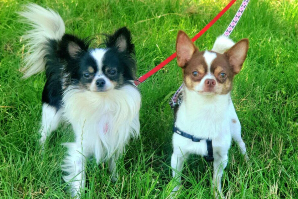 Die zuckersüßen Chihuahuas Chaplin (1, l.) und Humphrey (1) wollen gemeinsam in ihr neues Zuhause einziehen.