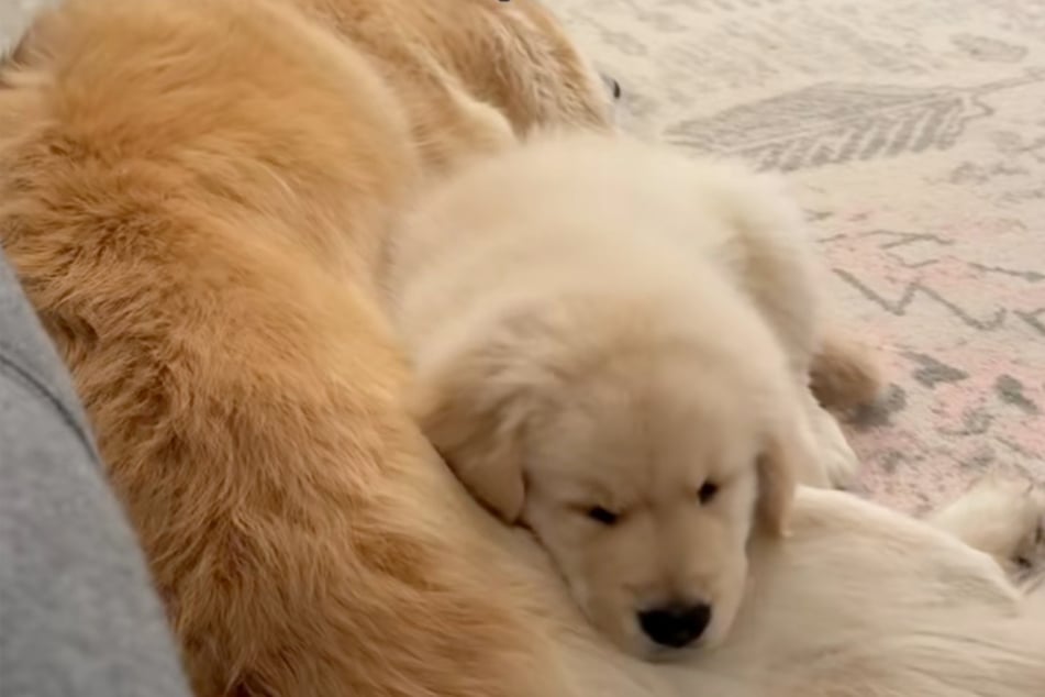 Beste Freunde vom ersten Tag an. Die Golden Retriever Hugo und Maui brauchten nur ein kurzes Kennenlernen, um zueinander zu finden.