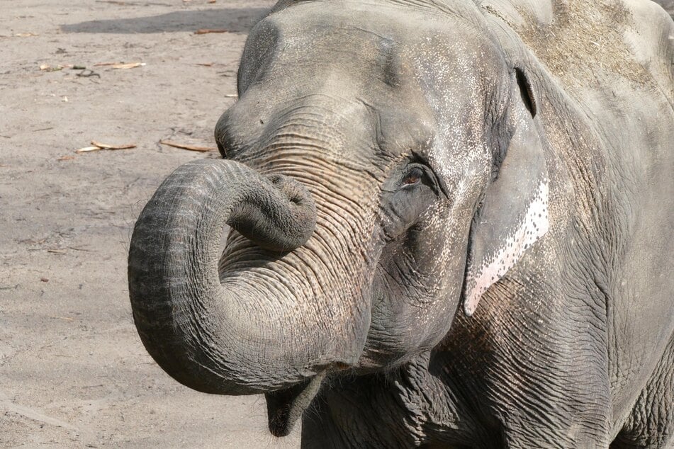 Elefantenkuh Shandra starb am Samstag im Alter von 59 Jahren. Sie lebte fast ihr ganzes Leben im Tierpark Hagenbeck.