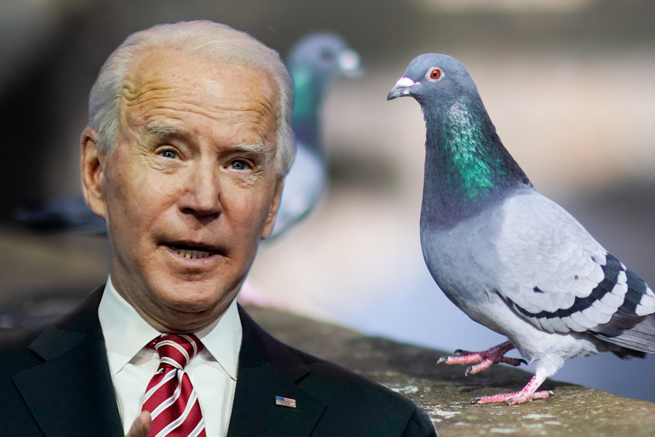 Eine Taube hat gerade erst in Anlehnung an den neuen US-Präsidenten den Namen "Joe" erhalten, schon soll ihr der Garaus gemacht werden. (Bildmontage)