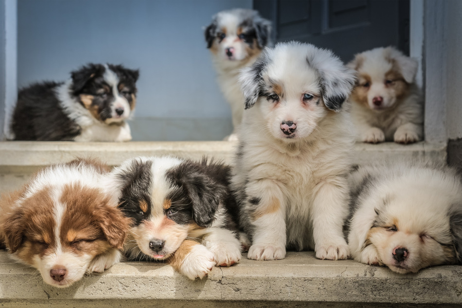 When it comes to designer dog breeds, there are few cuter than the Australian retriever.