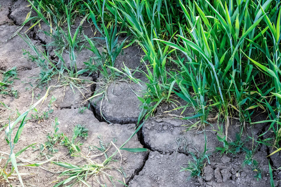 Der Bauernverband in Erfurt teilte mit, derzeit seien die Äcker und Weiden in vielen Landesteilen zu trocken. (Symbolbild)