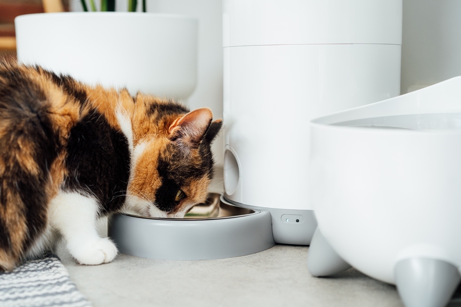 Neben Futterautomaten für Katzen gibt es auch Trinkwasserspender für Katzen. Manche Modelle kombinieren auch Trinkwasser und Futter in einem.