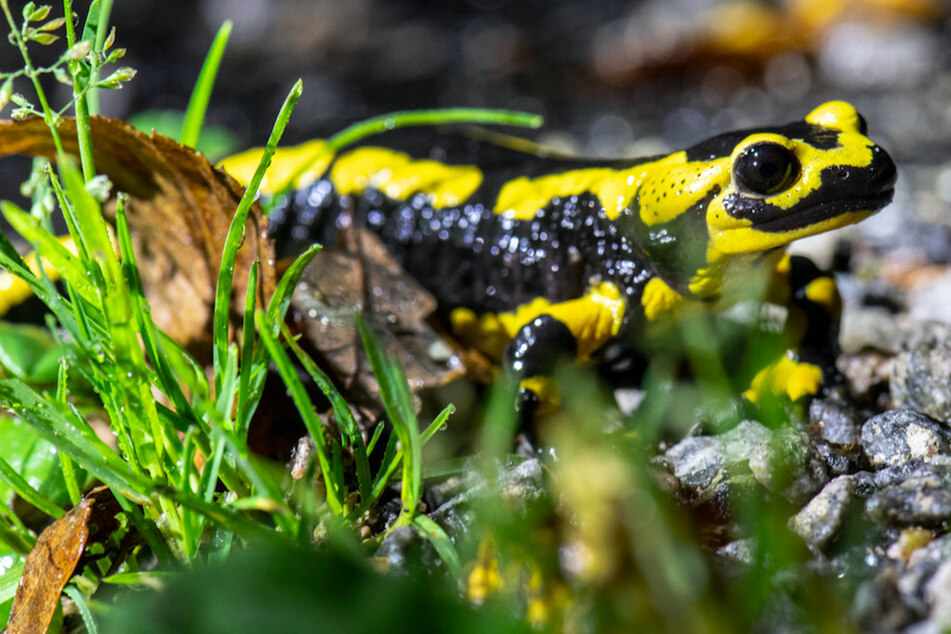 Tödlicher Pilz bedroht Feuersalamander: Ist die Tierart noch zu retten?