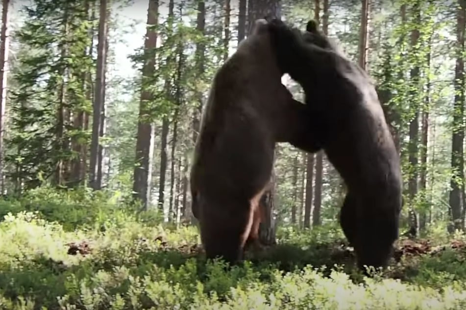 Die großen Braunbären gehen sich in den weiten Wäldern Finnlands in der Regel aus dem Weg. Nicht aber in diesem Fall.