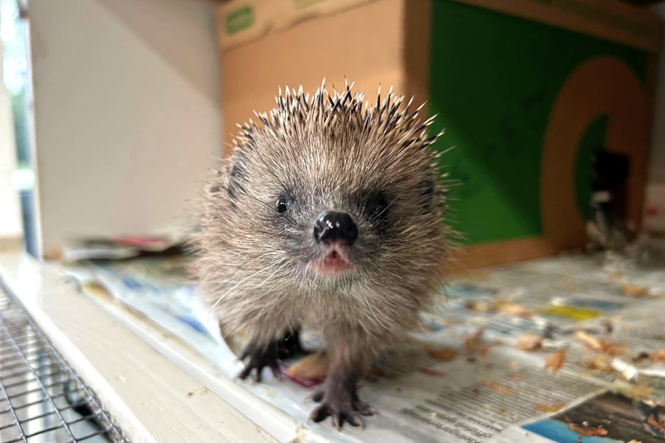 Die kleinen Igel können sich häufig nicht genug Fettreserven für den Winterschlaf anfressen und müssen aufgepäppelt werden. (Archivbild)
