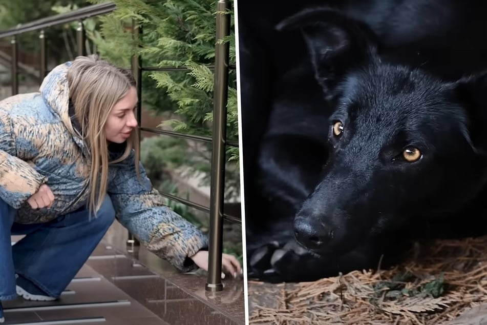 Animal rescuers win the trust of trembling stray dog in heartwarming video