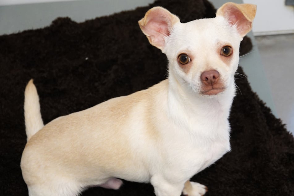 Chihuahua Bimbi hat einen traurigen Start ins Leben hinter sich, lässt sich von diesem allerdings nicht stoppen.