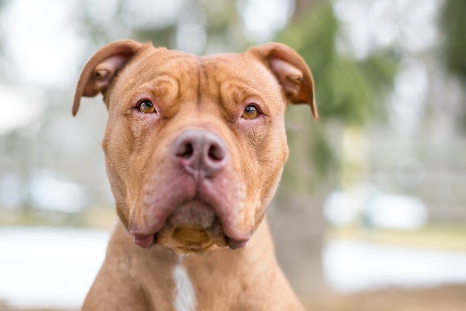 Der zweijährige Pitbull erlitt bei dem Angriff Schnittwunden, die stark bluteten. (Symbolbild)