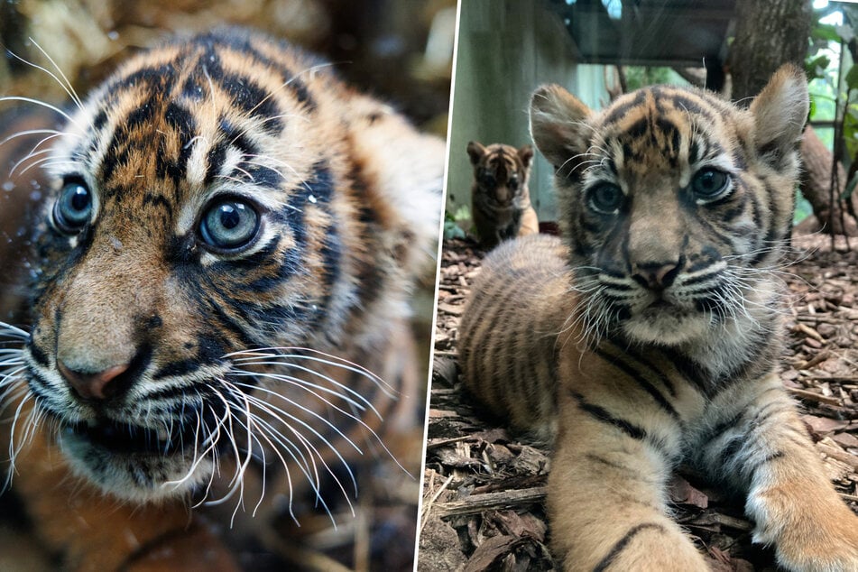 Frankfurt: Süße Tigerbabys erobern den Frankfurter Zoo: Endlich dürft Ihr sie besuchen