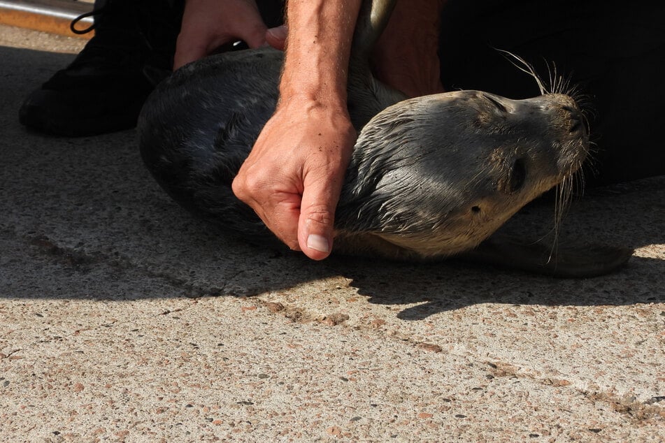 Hamburg: Kleines Seehundbaby auf Schwimmsteg entdeckt: Retter nennen es "Fiete"