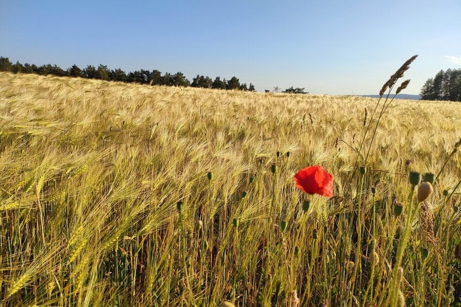 Thüringen: Das lang ersehnte Sommer-Wetter ist da - doch wie lang?